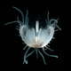Image for article titled The year's strangest, most beautiful visions of the microverse